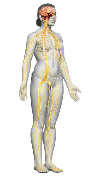 Renderizado Ilustración Médicamente Precisa Sistema Nervioso Femenino — Foto de Stock