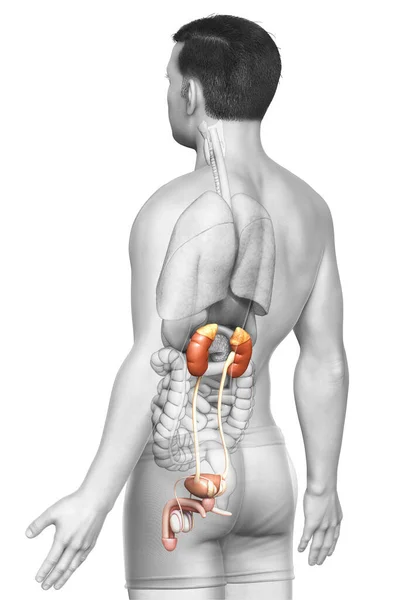 Rendered Medically Accurate Illustration Kidneys — Stock Photo, Image