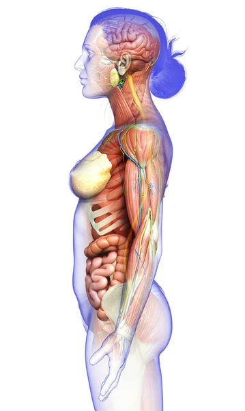 Resi Medicalmente Accurati Dell Anatomia Femminile — Foto Stock