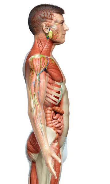 Оказали Медицинскую Точность Мужской Анатомии — стоковое фото