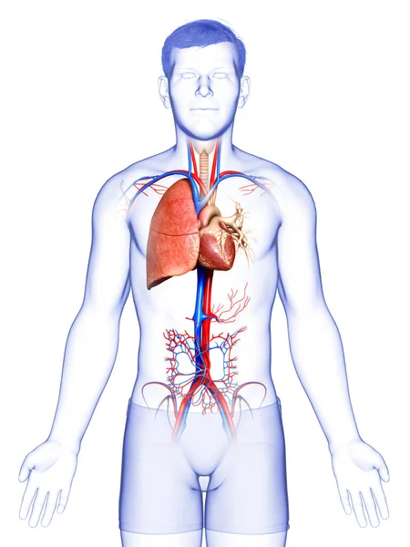 Renderad Medicinskt Korrekt Illustration Manlig Lunganatomi — Stockfoto