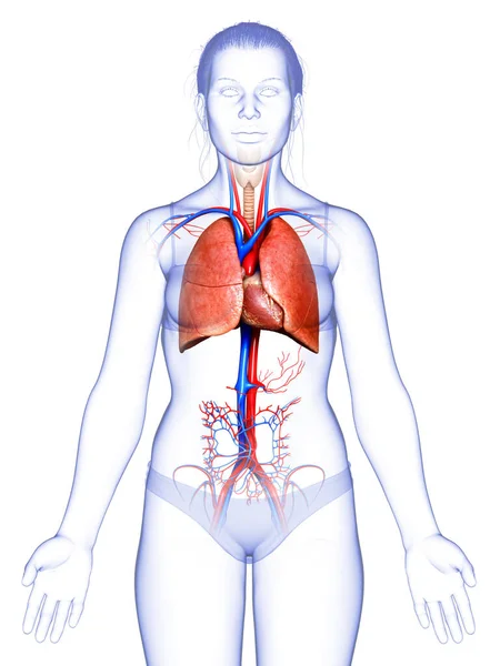 Αποδίδεται Ιατρικά Ακριβή Απεικόνιση Μιας Γυναικείας Ανατομίας Των Πνευμόνων — Φωτογραφία Αρχείου