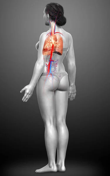 Gengives Medicinsk Nøjagtig Illustration Kvindelig Lunge Anatomi - Stock-foto