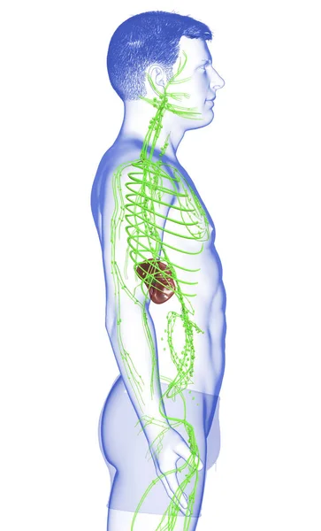 Rendu Illustration Médicalement Précise Système Lymphatique Masculin — Photo