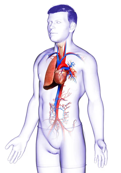 Renderad Medicinskt Korrekt Illustration Manlig Lunganatomi — Stockfoto