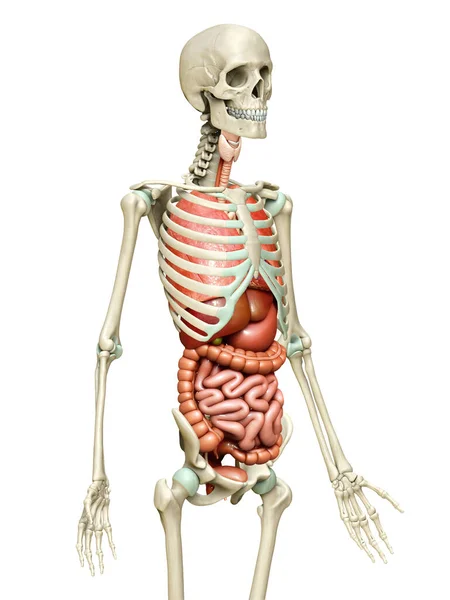 3Dは 臓器や骨格系の医学的に正確なイラストをレンダリング — ストック写真