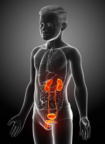 Återges Medicinskt Korrekt Illustration Den Unga Pojken Markerade Njurar Och — Stockfoto