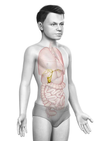 Renderizado Medicamente Preciso Ilustração Jovem Menino Órgãos Vesícula Biliar Anatomia — Fotografia de Stock