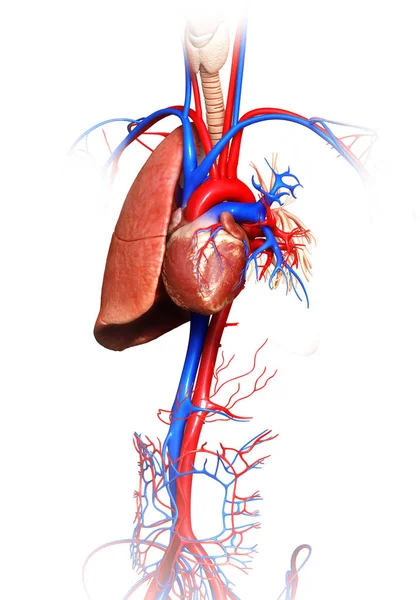 Renderad Medicinskt Korrekt Illustration Lunganatomi — Stockfoto