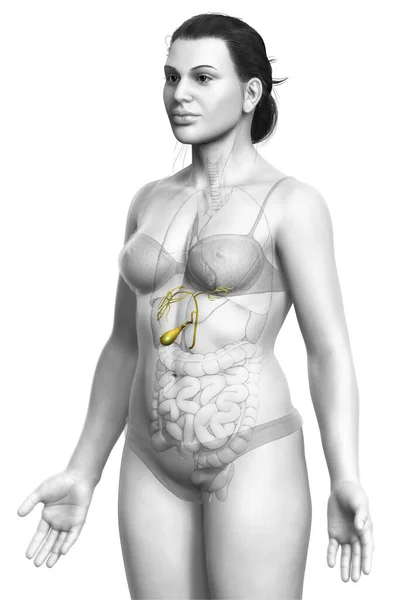 Renderowane Medycznie Dokładna Ilustracja Żeńskich Narządów Pęcherzyka Żółciowego Anatomia — Zdjęcie stockowe