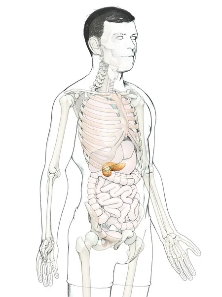 3Dレンダリングされ 男性の膵臓の医学的に正確なイラスト — ストック写真