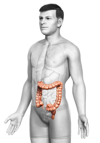 Reso Illustrazione Clinicamente Accurata Dell Anatomia Dell Intestino Crasso Maschile — Foto Stock