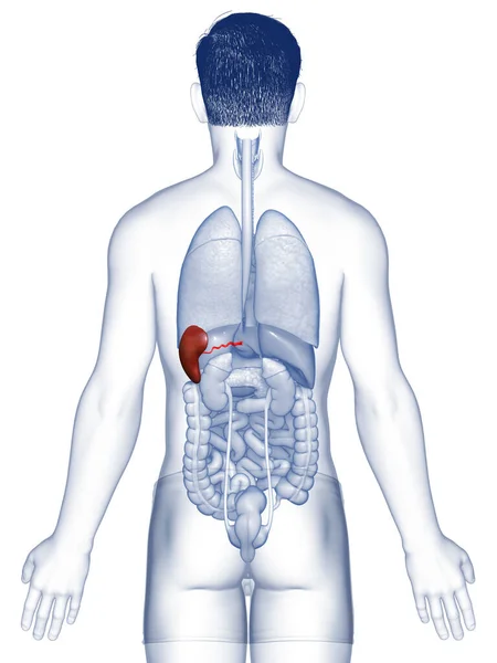 3Dレンダリング 男性脾臓解剖学の医学的に正確なイラスト — ストック写真