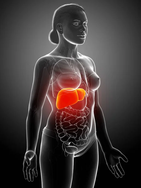 3D提供的 医学上准确的女性肝脏解剖图像 — 图库照片