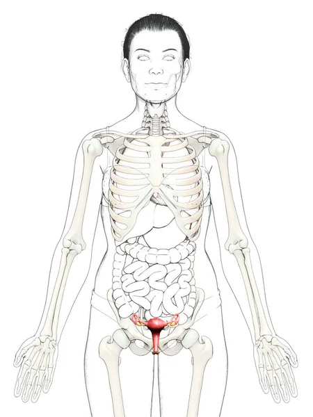 Тривимірна Медично Точна Ілюстрація Анатомії Матки — стокове фото