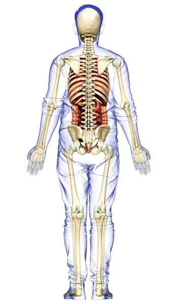 Rendu Illustration Médicalement Précise Des Organes Internes Masculins Système Squelettique — Photo