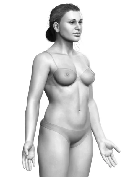Kadın Vücudunun Çizimi — Stok fotoğraf