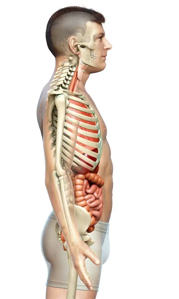 Gerenderte Medizinisch Korrekte Darstellung Der Männlichen Inneren Organe Und Des — Stockfoto