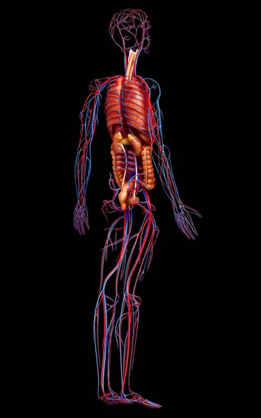 Ilustración Médicamente Precisa Del Sistema Circulatorio Los Órganos Internos —  Fotos de Stock