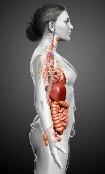 Reso Illustrazione Clinicamente Accurata Del Sistema Digestivo Femminile Del Cuore — Foto Stock