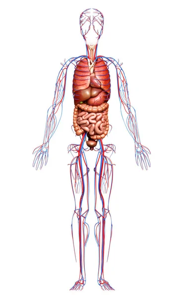 Återges Medicinskt Korrekt Illustration Cirkulationssystemet Och Inre Organ — Stockfoto
