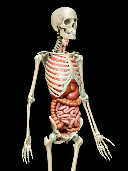 Gerenderte Medizinisch Genaue Darstellung Der Inneren Organe Und Des Skelettsystems — Stockfoto