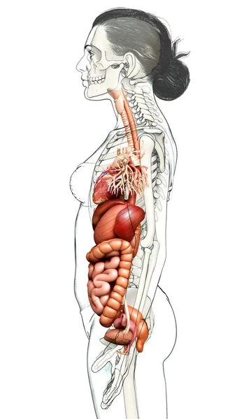 Renderizado Ilustración Médicamente Precisa Del Sistema Digestivo Femenino Corazón —  Fotos de Stock