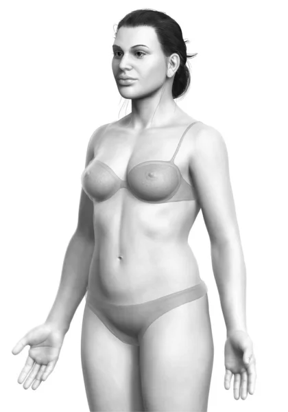 3Dレンダリングされた女性の体のイラスト — ストック写真