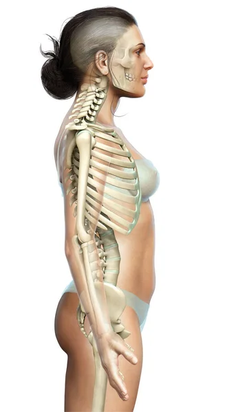 Рендеринг Медицинская Точная Иллюстрация Женской Скелетной Системы — стоковое фото