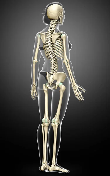 Rendered Medically Accurate Illustration Female Skeleton System — Stock Photo, Image