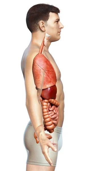 3D对男性内脏器官进行了准确的医学描述 — 图库照片