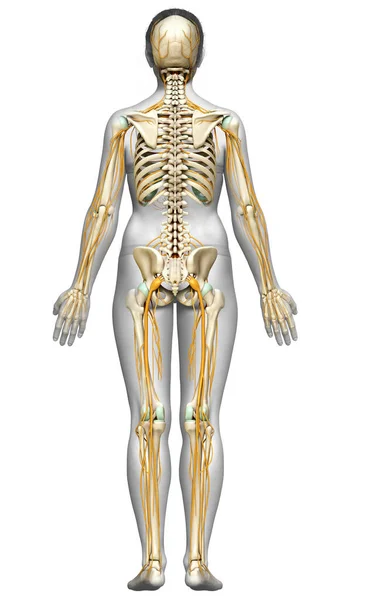 Medisch Nauwkeurige Illustratie Van Een Vrouwelijk Zenuwstelsel Skeletsysteem — Stockfoto