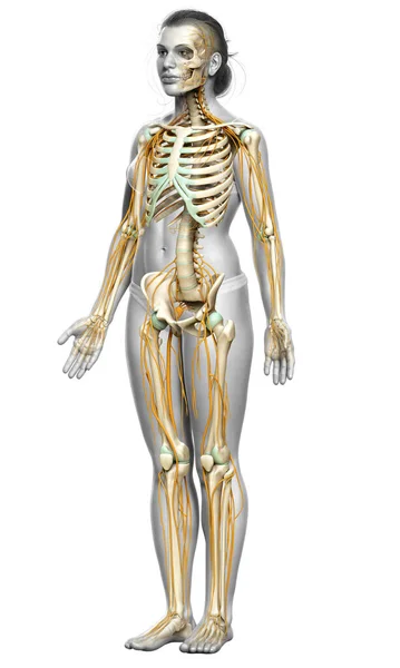 Medisch Nauwkeurige Illustratie Van Een Vrouwelijk Zenuwstelsel Skeletsysteem — Stockfoto