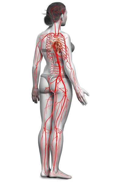 Gjorde Medicinskt Korrekt Illustration Kvinnliga Artärer — Stockfoto