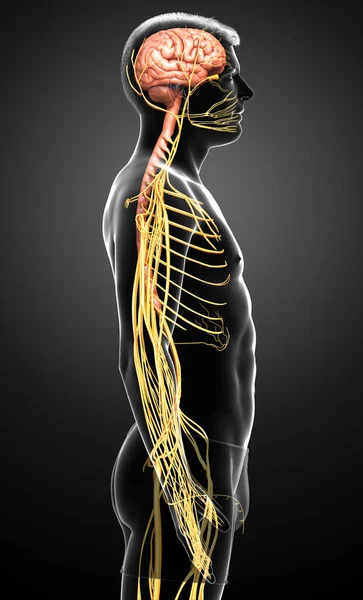 Renderowane Medycznie Dokładna Ilustracja Męskiego Układu Nerwowego — Zdjęcie stockowe