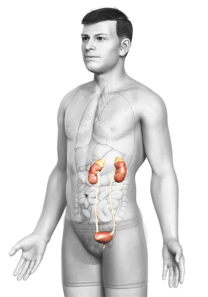 Renderizado Ilustración Médicamente Precisa Los Riñones — Foto de Stock