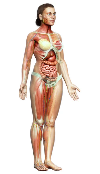 Görs Medicinskt Korrekt Den Kvinnliga Anatomin — Stockfoto