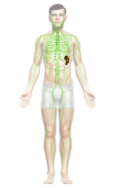 Оказана Медицинская Точная Иллюстрация Мужской Лимфатической Системы — стоковое фото
