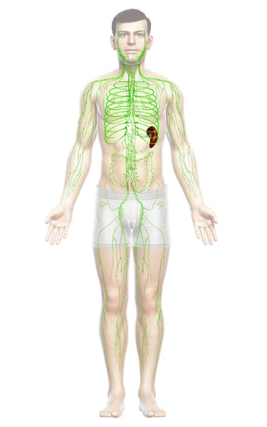 Gerenderte Medizinisch Genaue Darstellung Eines Männlichen Lymphsystems — Stockfoto