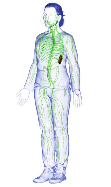 Rendu Illustration Médicalement Précise Système Lymphatique Féminin — Photo