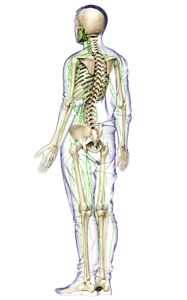 Gerenderte Medizinisch Genaue Darstellung Eines Männlichen Lymphsystems — Stockfoto