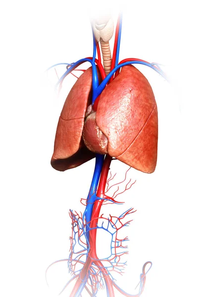 Renderowana Medycznie Dokładna Ilustracja Anatomii Płuc — Zdjęcie stockowe