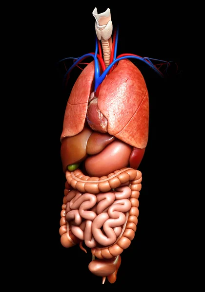 Reso Illustrazione Clinicamente Accurata Degli Organi Interni — Foto Stock