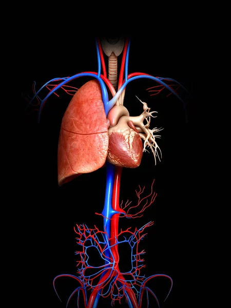 Gerenderte Medizinisch Korrekte Darstellung Einer Lungenanatomie — Stockfoto