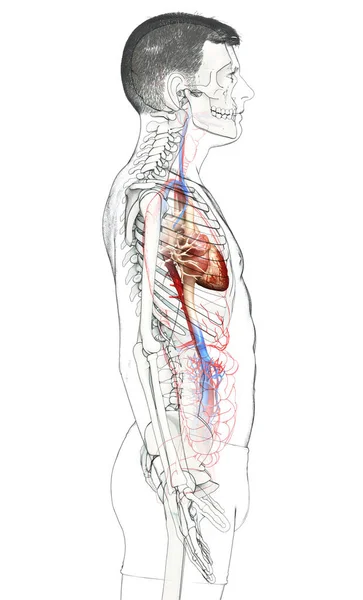 Tıbbi Olarak Erkek Kalbinin Doğru Bir Gösterimi — Stok fotoğraf