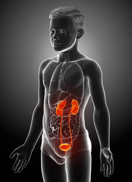 Återges Medicinskt Korrekt Illustration Den Unga Pojken Markerade Njurar Och — Stockfoto