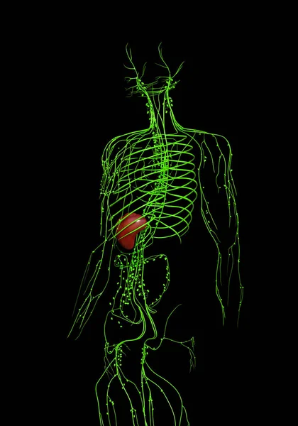 Оказана Медицинская Точная Иллюстрация Лимфатической Системы — стоковое фото