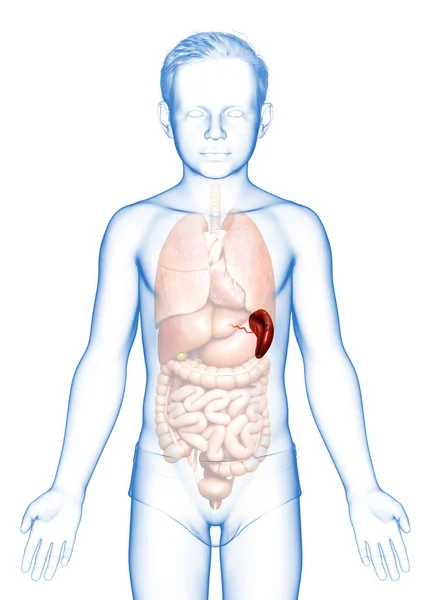 Reso Illustrazione Clinicamente Accurata Giovane Ragazzo Spleen Anatom — Foto Stock