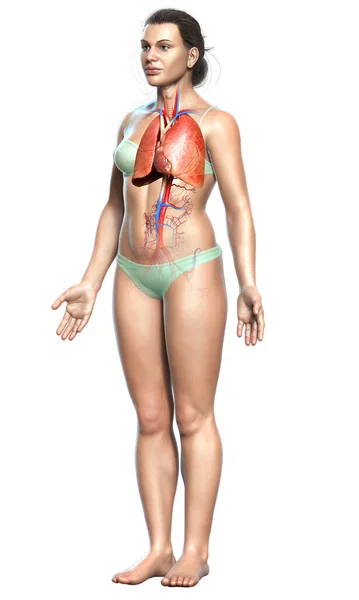 Weergegeven Medisch Nauwkeurige Illustratie Van Een Vrouwelijke Long Anatomie — Stockfoto