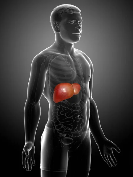 Renderizado Ilustración Médicamente Precisa Anatomía Hepática Masculina —  Fotos de Stock